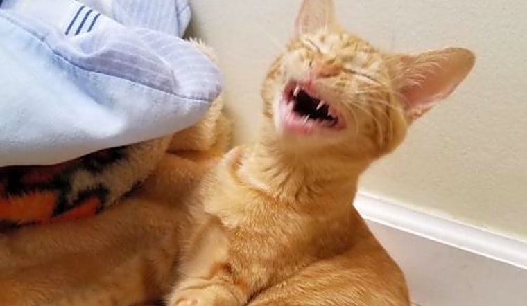 5 fluffy felines to adopt now in Indianapolis
