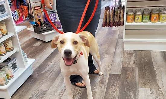 3 cuddly canines to adopt now in Orlando