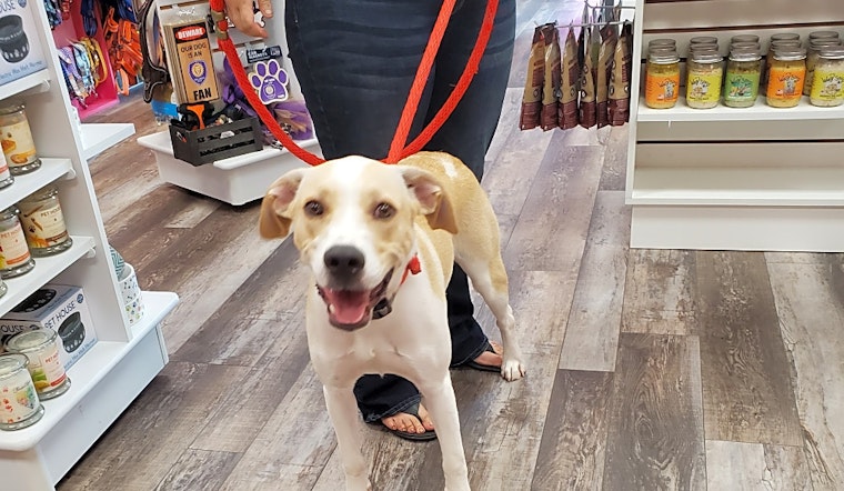 3 cuddly canines to adopt now in Orlando