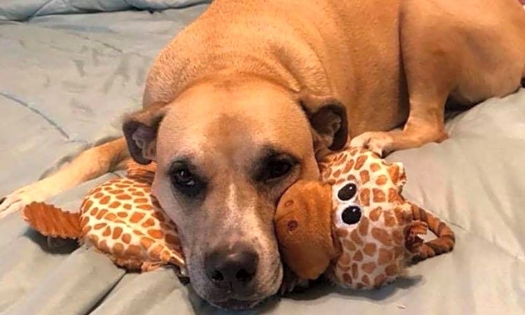 4 delightful doggies to adopt now in Tampa