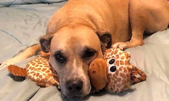 4 delightful doggies to adopt now in Tampa