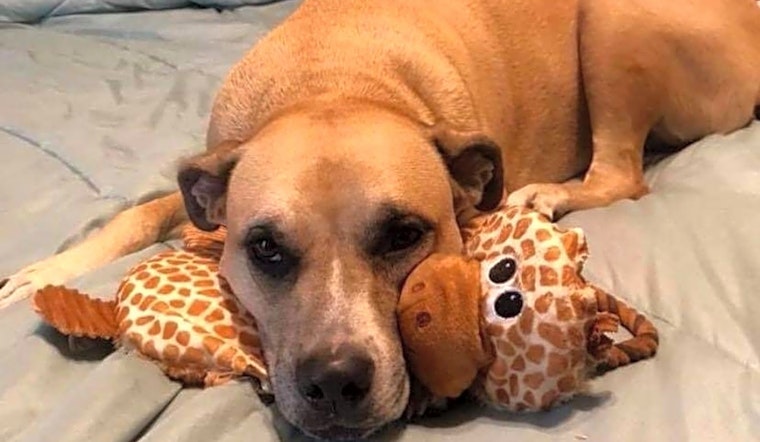4 delightful doggies to adopt now in Tampa