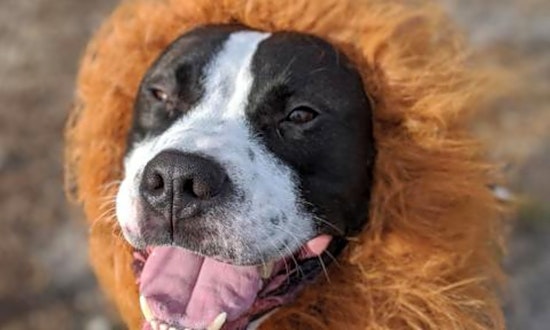 5 delightful doggies to adopt now in Jacksonville