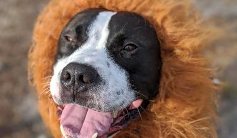 5 delightful doggies to adopt now in Jacksonville