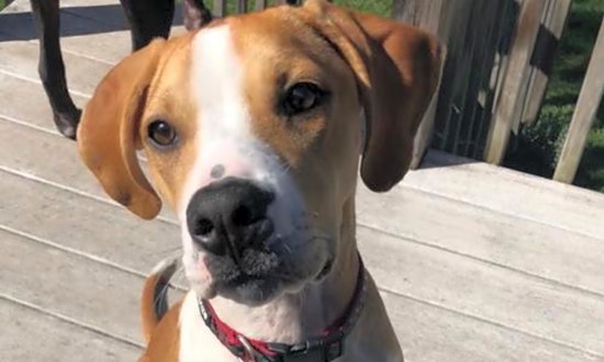 Want to adopt a pet? Here are 4 precious puppies to adopt now in Minneapolis
