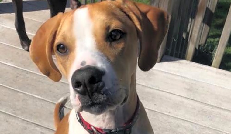Want to adopt a pet? Here are 4 precious puppies to adopt now in Minneapolis
