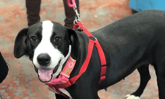Looking to adopt a pet? Here are 6 cuddly canines to adopt now in New Orleans