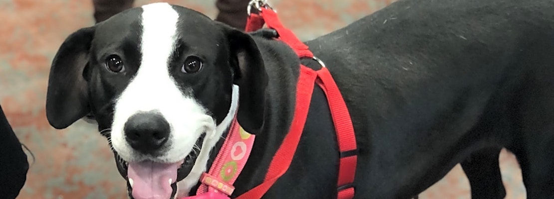 Looking to adopt a pet? Here are 6 cuddly canines to adopt now in New Orleans