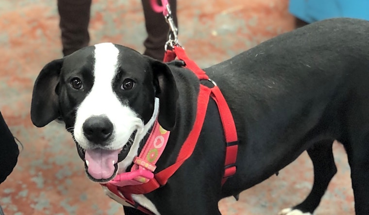 Looking to adopt a pet? Here are 6 cuddly canines to adopt now in New Orleans