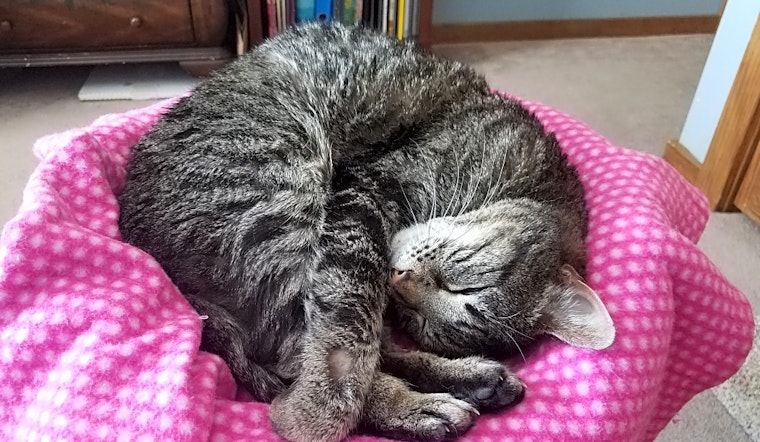 Looking to adopt a pet? Here are 7 cool kitties to adopt now in Kansas City