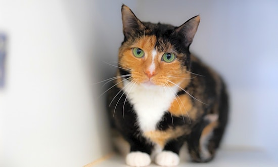 Want to adopt a pet? Here are 6 lovable kitties to adopt now in Houston