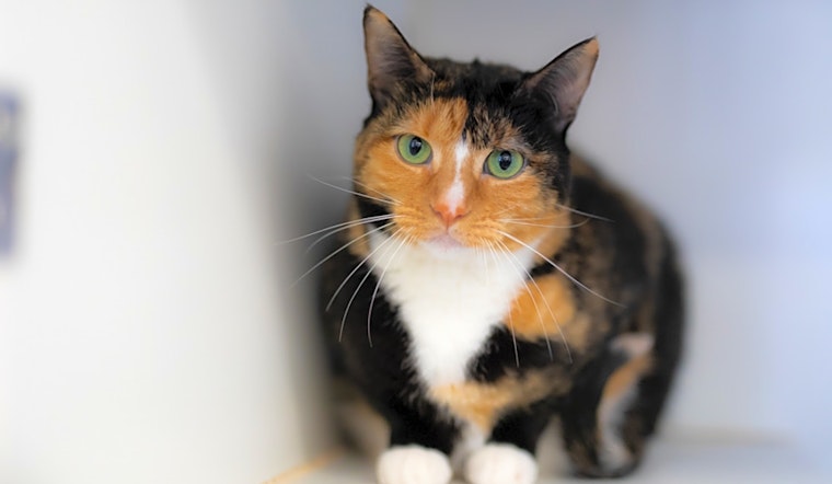 Want to adopt a pet? Here are 6 lovable kitties to adopt now in Houston