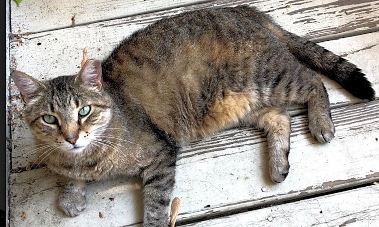 6 cute kitties to adopt now in Chicago
