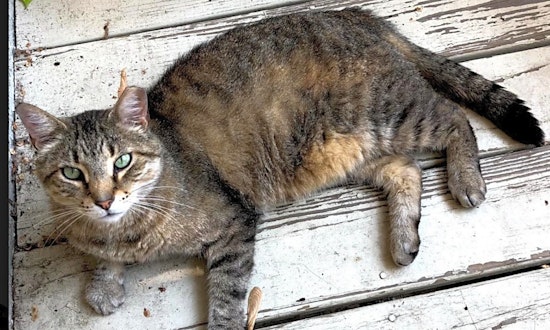 6 cute kitties to adopt now in Chicago