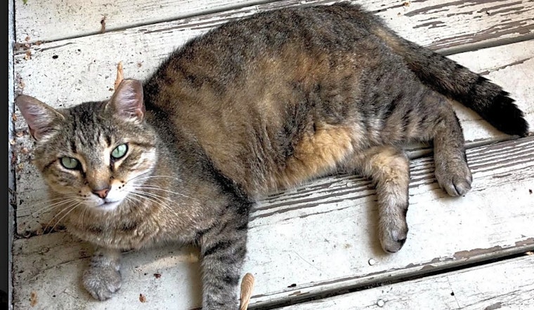 6 cute kitties to adopt now in Chicago