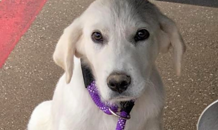 These Dallas-based puppies are up for adoption and in need of good homes