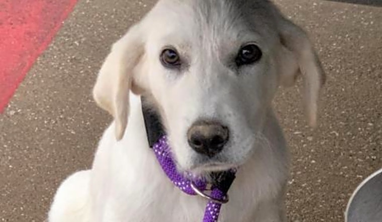 These Dallas-based puppies are up for adoption and in need of good homes