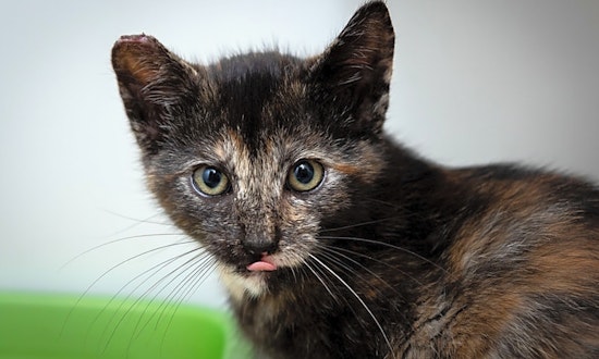 These Berkeley-based kittens are up for adoption and in need of a good home