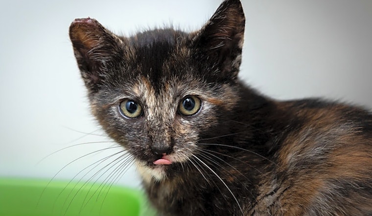 These Berkeley-based kittens are up for adoption and in need of a good home