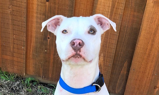 These Fort Worth-based dogs are up for adoption and in need of good homes