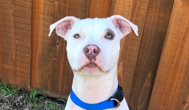 These Fort Worth-based dogs are up for adoption and in need of good homes