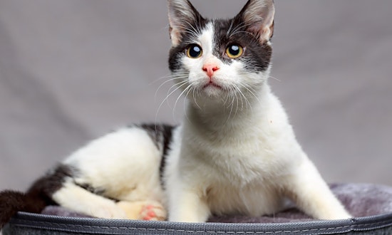 These Long Beach-based cats are up for adoption and in need of a good home