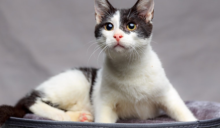 These Long Beach-based cats are up for adoption and in need of a good home