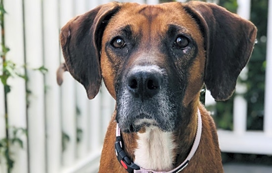 Looking to adopt a pet? Here are 6 cuddly canines to adopt now in Charlotte