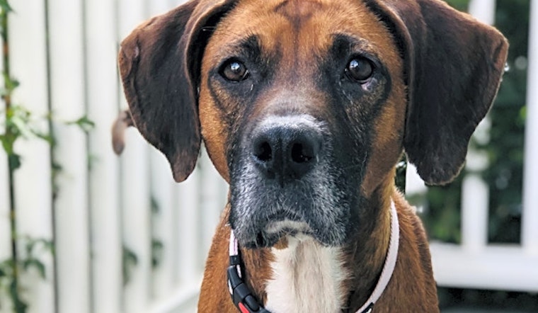 Looking to adopt a pet? Here are 6 cuddly canines to adopt now in Charlotte