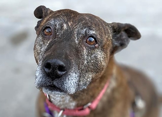 Want to adopt a pet? Here are 6 lovable pups to adopt now in Philadelphia