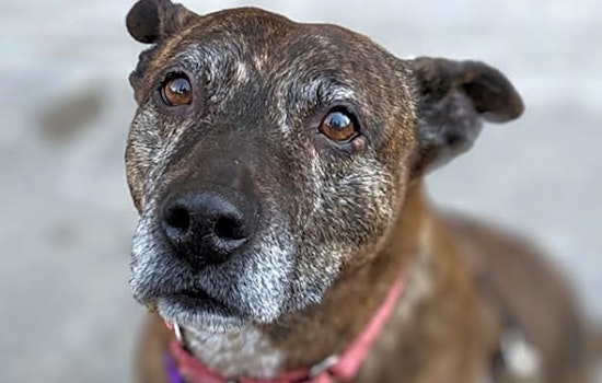 Want to adopt a pet? Here are 6 lovable pups to adopt now in Philadelphia