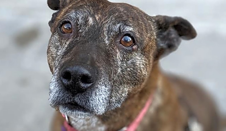 Want to adopt a pet? Here are 6 lovable pups to adopt now in Philadelphia
