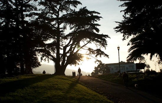 Meet Terry Williams, Dog Walker And Alamo Square Mainstay