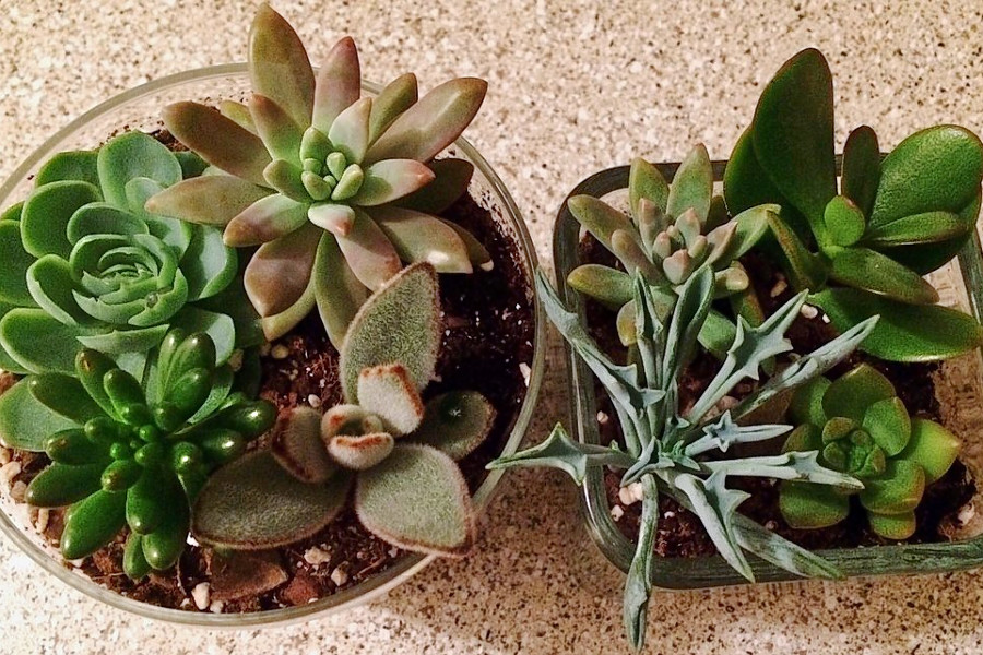 Durham's top 3 plant nurseries to visit now