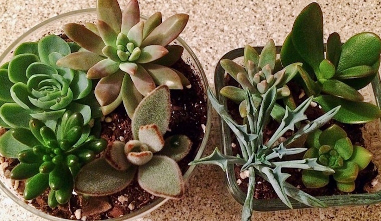 Durham's top 3 plant nurseries to visit now