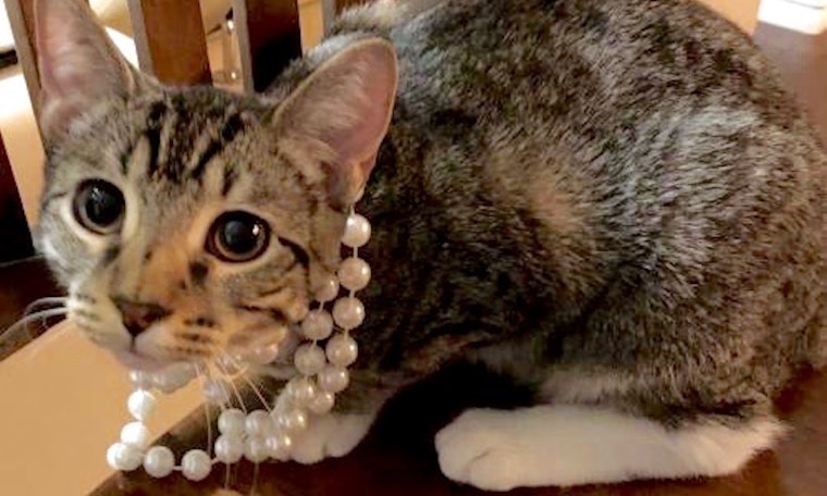 7 cool cats ready to adopt now in Plano