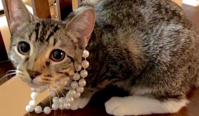 7 cool cats ready to adopt now in Plano