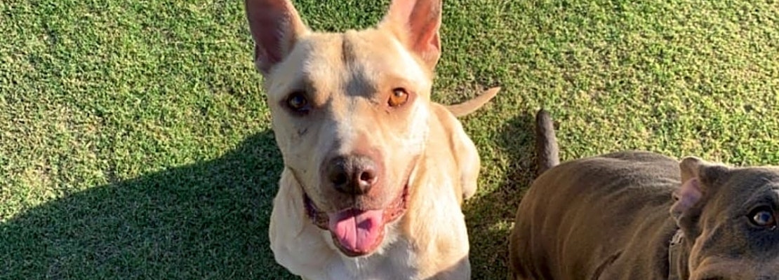 Want to adopt a pet? Here are 3 lovable pups to adopt now in Bakersfield