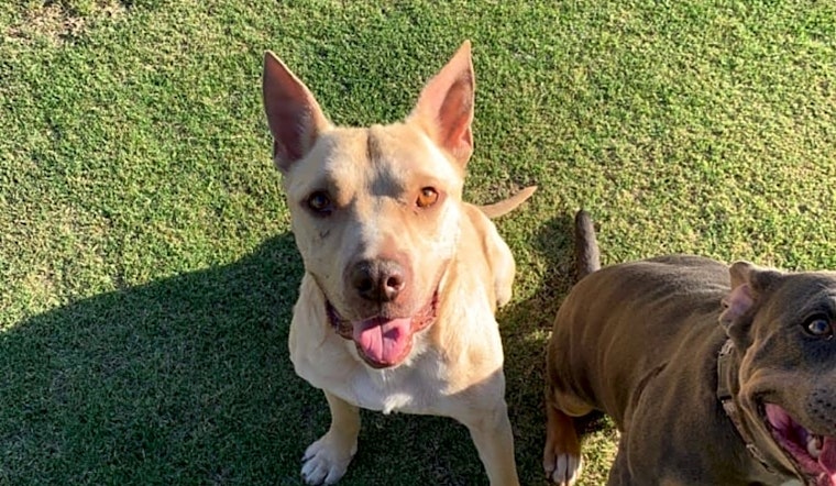 Want to adopt a pet? Here are 3 lovable pups to adopt now in Bakersfield