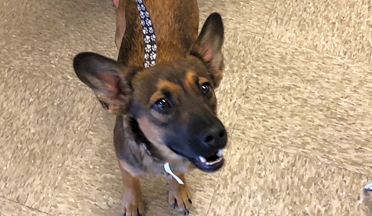 4 perfect puppies to adopt now in Fresno
