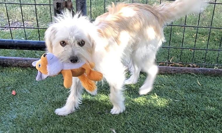 Want to adopt a pet? Here are 6 cuddly canines to adopt now in El Paso