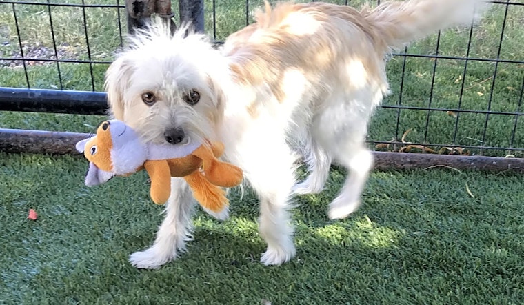 Want to adopt a pet? Here are 6 cuddly canines to adopt now in El Paso