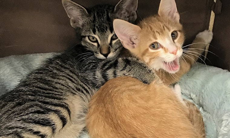 7 cute-as-can-be kittens to adopt now in Austin
