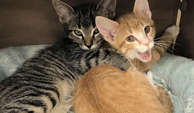7 cute-as-can-be kittens to adopt now in Austin
