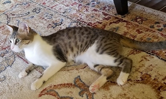 6 charming cats to adopt now in San Jose