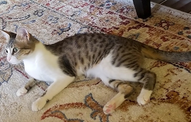 6 charming cats to adopt now in San Jose
