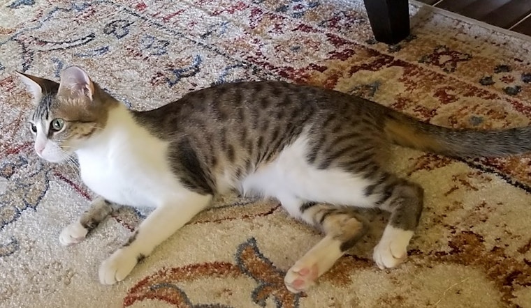 6 charming cats to adopt now in San Jose