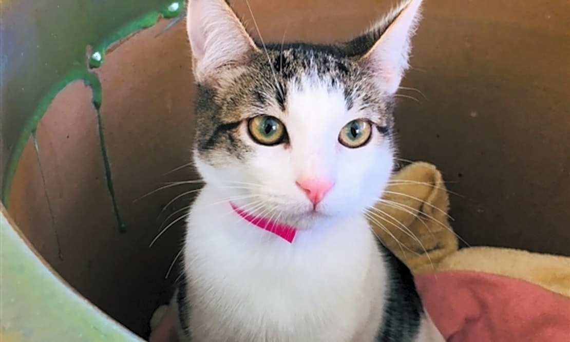 These Albuquerque-based kittens are up for adoption and in need of a good home