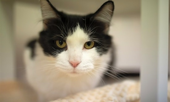 3 lovable cats to adopt in Columbus