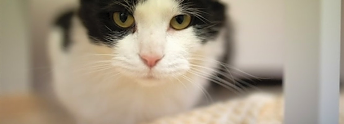 3 lovable cats to adopt in Columbus